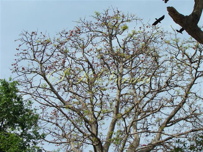  Plant